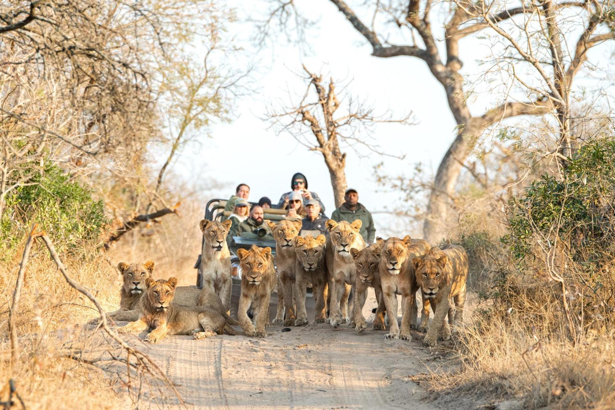 Royal Malewane Βίλα Καταφύγιο Άγριας Ζωής Thornybush Εξωτερικό φωτογραφία